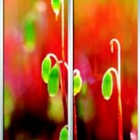 Фотопечать шкафы-купе