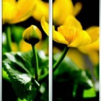 Фотопечать шкафы-купе