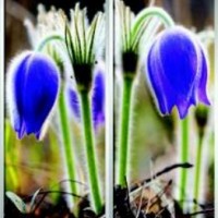 Фотопечать шкафы-купе