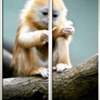 Фотопечать шкафы-купе